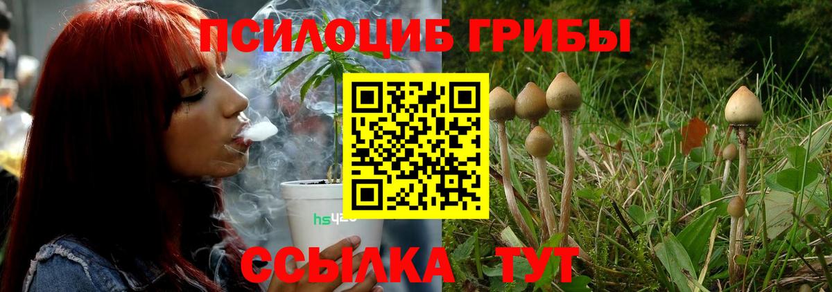 Псилоцибиновые грибы Psilocybe Междуреченск